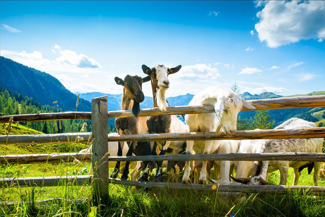Hofeigene Produkte im Urlaub auf der Alm auf der Loosbühelalm in Großarl, Großarltal