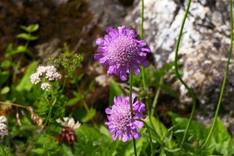 Blumen auf der Alm - Loosbühelalm in Großarl, Großarltal, Salzburger Land